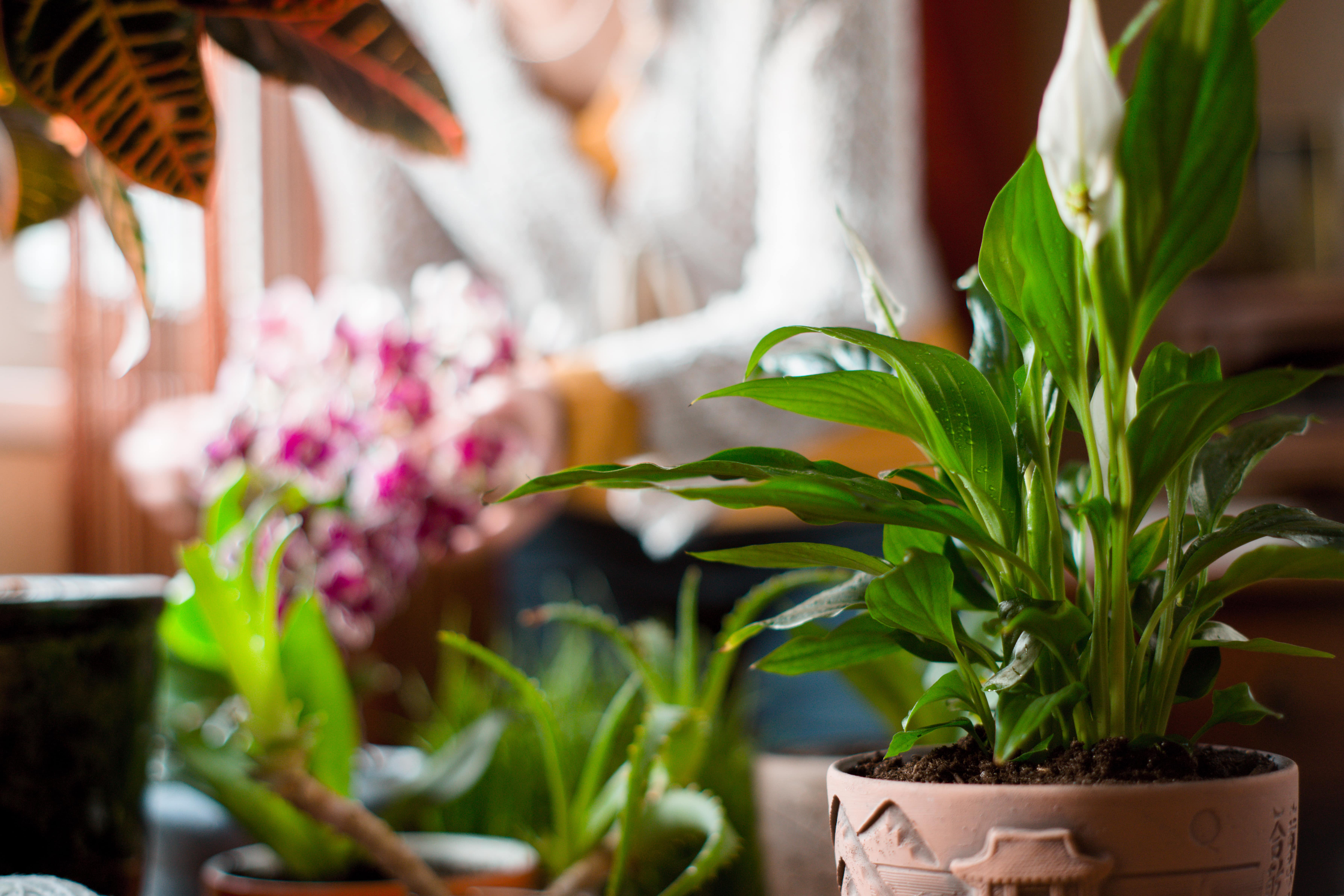 spathiphyllum-in-the-greenhouse-on-the-blurred-PNTZM82-min